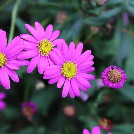 Au Havre Du Hameau Ley Tatil Evi