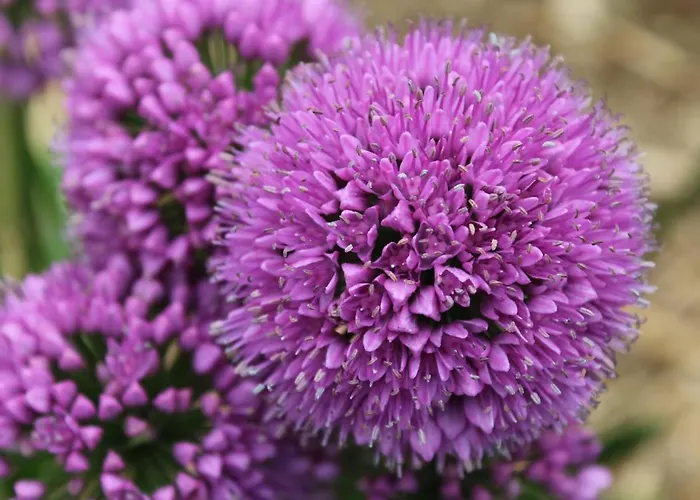 Au Havre Du Hameau Ley Holiday home *